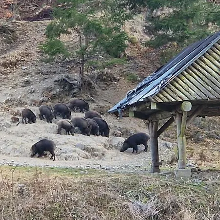 Schwarzer Hirsch Wieda