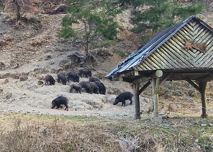 Schwarzer Hirsch Wieda